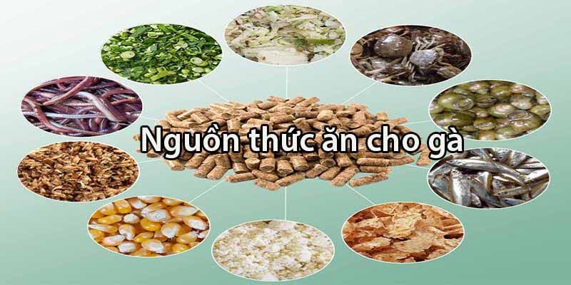 Nguồn thức ăn chính dành cho chiến kê trưởng thành